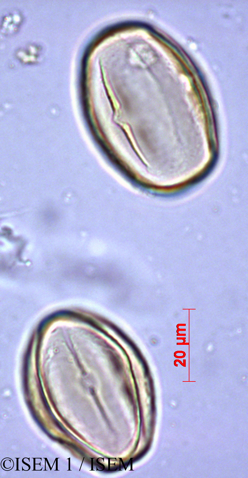 ISEM 1/Heliotropium_supinum_28884/Heliotropium_supinum_28884_0006(copy).jpg